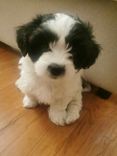 Adorable and Playful, Hypoallergenic Shih-Poo mix puppies for sale! (Ready for pickup!)