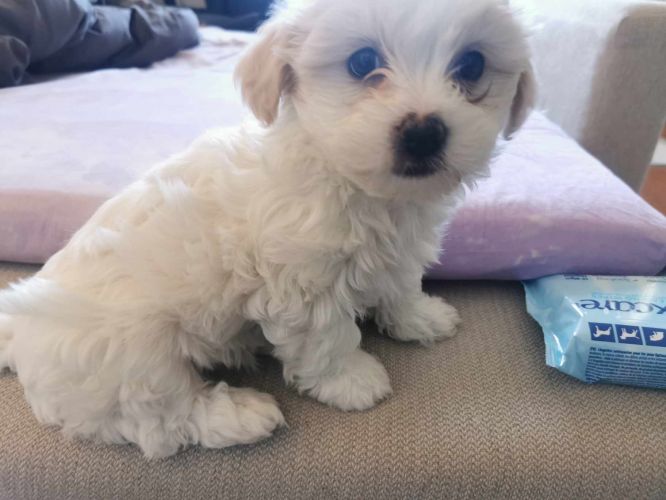 Adorable and Playful, Hypoallergenic Shih-Poo mix puppies for sale! (Ready for pickup!)