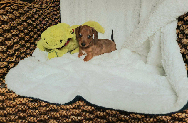 Meet your new best friend ! Adorable short-hair mini dachshund !