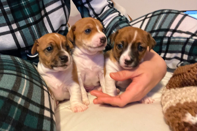 3 RED AND WHITE SWEET JACK RUSSELL TERRIER PUPS