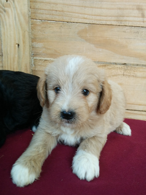 Mini Golden Doodles - Genetic tested and Guaranteed