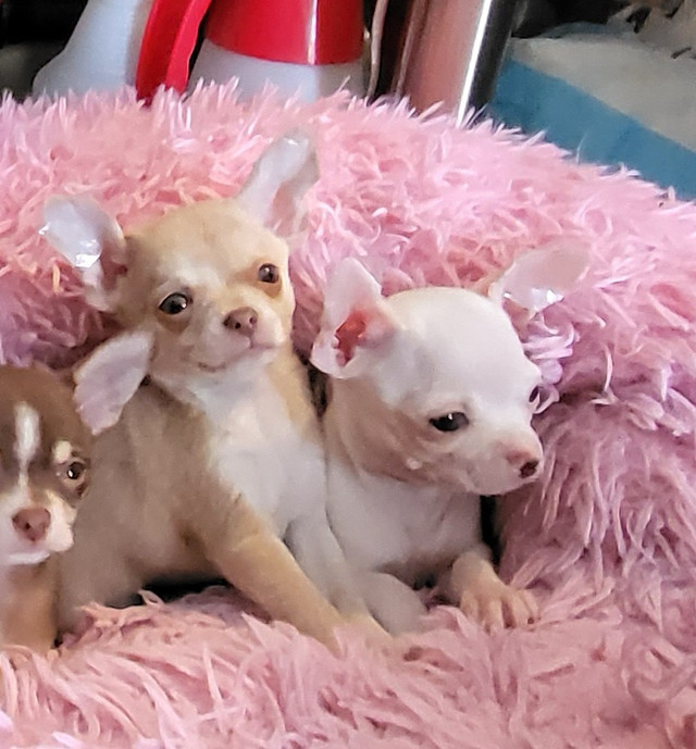 Quality Small Short Coat Chihuahua  Boys