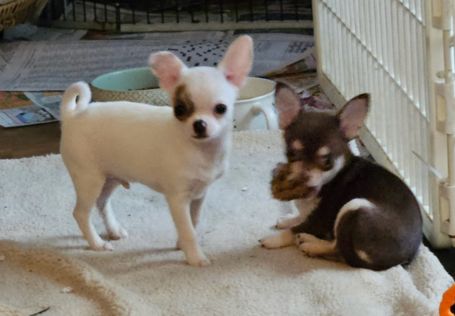 Quality Small Short Coat Chihuahua  Boys