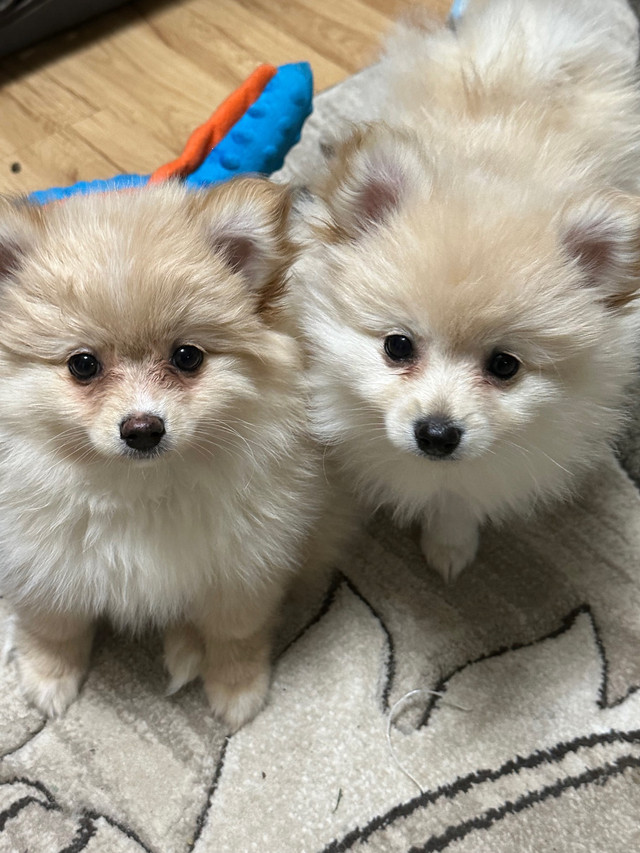 Pure Breed Pomeranian Puppys