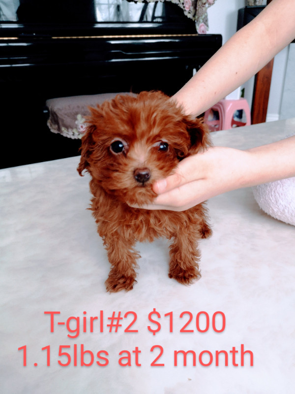 Tiny/Toy /Mini Poodle Puppies looking for their forever homes