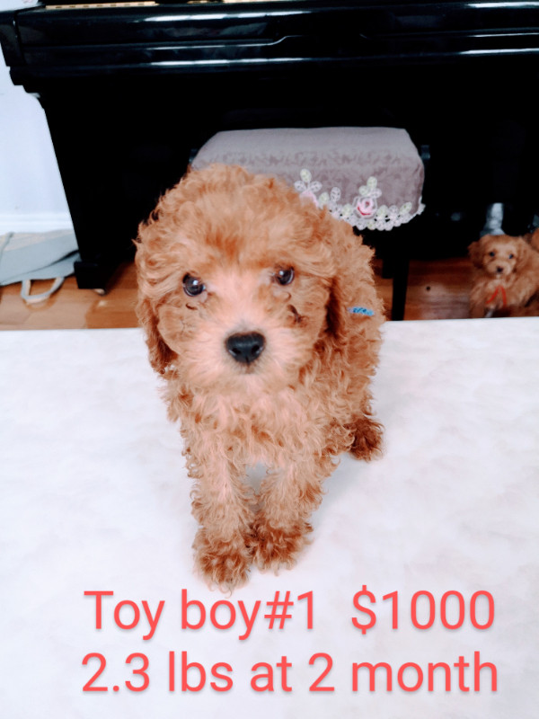 Tiny/Toy /Mini Poodle Puppies looking for their forever homes