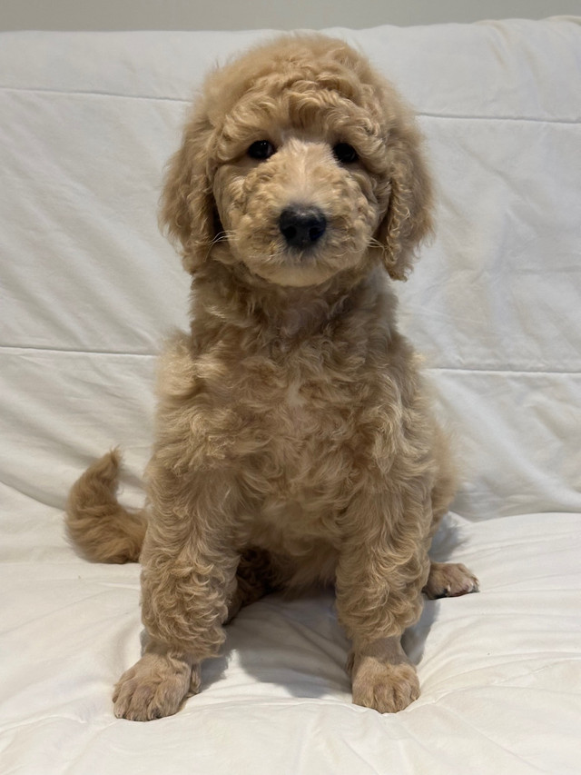 Apricot Bernedoodle Puppies