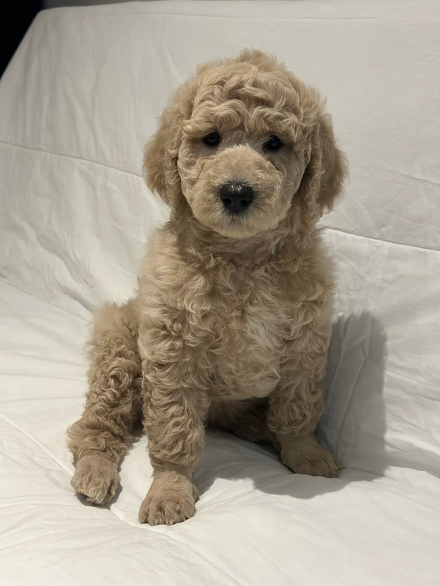 Apricot Bernedoodle Puppies