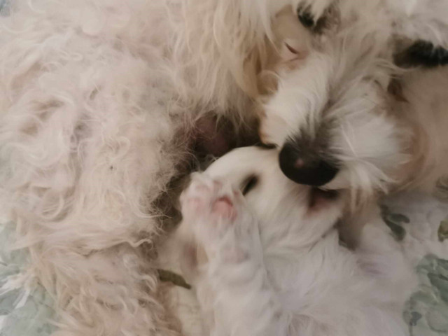 Adorable and Playful, Shih-Poo mix puppies for sale!
