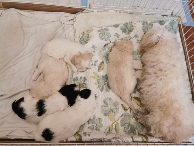 Adorable and Playful, Shih-Poo mix puppies for sale!