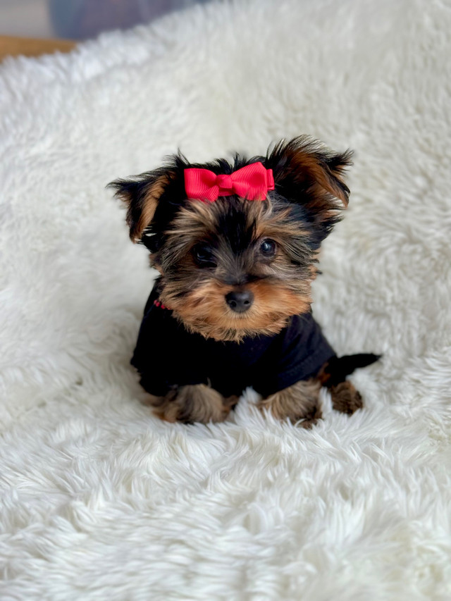 Tiny Teddy Yorkie and Morkie puppies