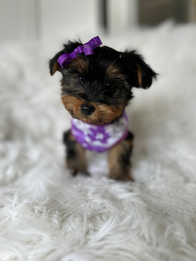 Tiny Teddy Yorkie and Morkie puppies