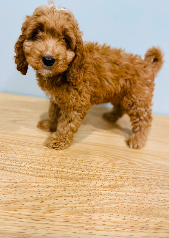 Red Cavapoo Puppys ready to go