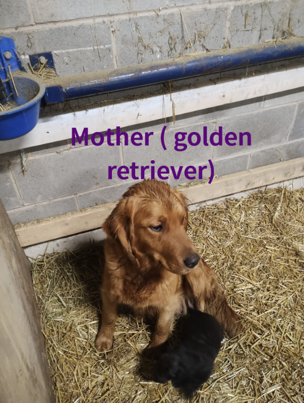 Golden retriever x Border collie x Blue Heeler puppies for sale!