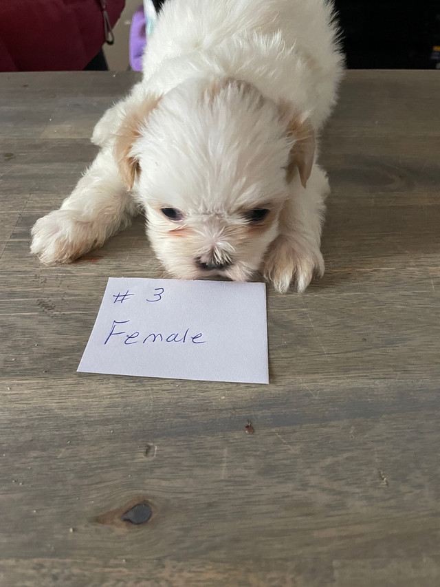 Shih-poo Puppies For Sale