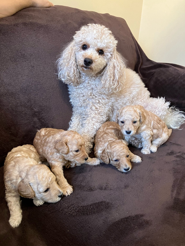 Miniature poodle puppies