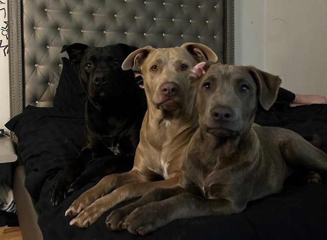 Puppies up for adoption - Ready to be rehomed April 1st