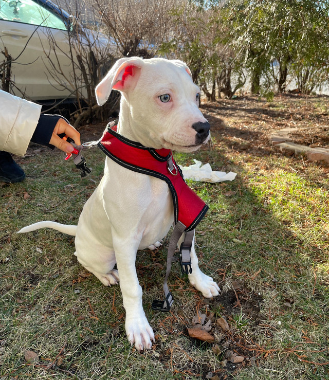 Puppy for sale // dogo argentino