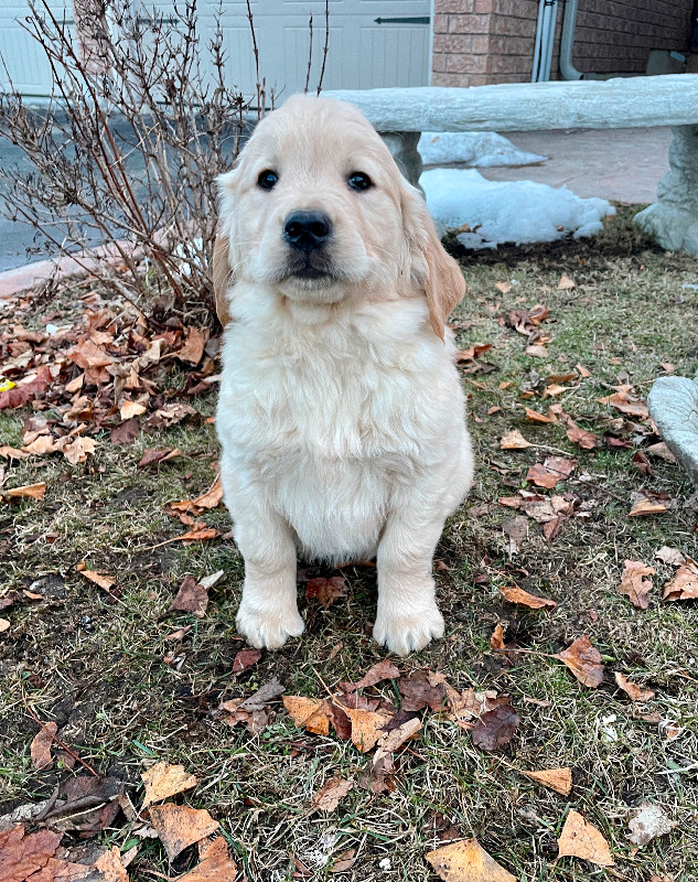 Golden retriever puppies ready for homes!