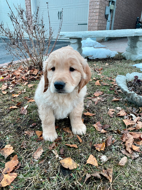 Golden retriever puppies ready for homes!