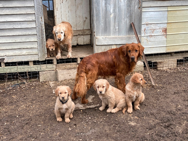 Golden Retriever Puppies Ready to Go