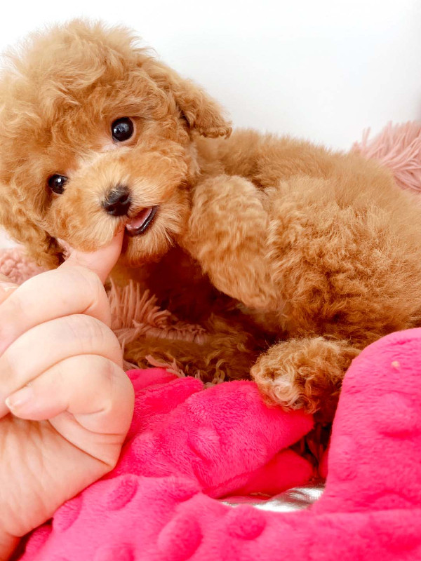 Little toy poodle hypoallergenic