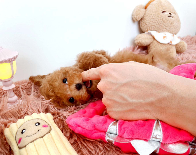 Little toy poodle hypoallergenic