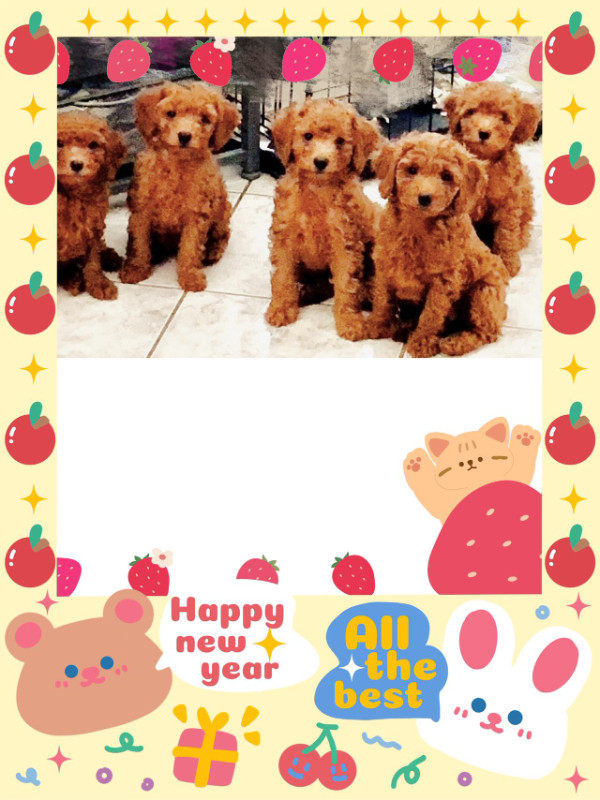 Red Toy Poodle Puppy boys-Vaccinated and Dewormed-lovely healthy