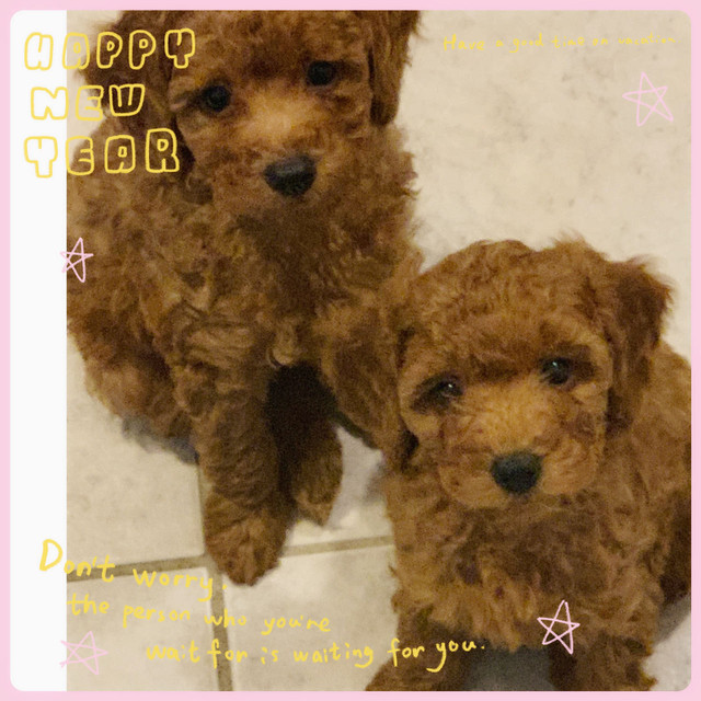 Red Toy Poodle Puppy boys-Vaccinated and Dewormed-lovely healthy