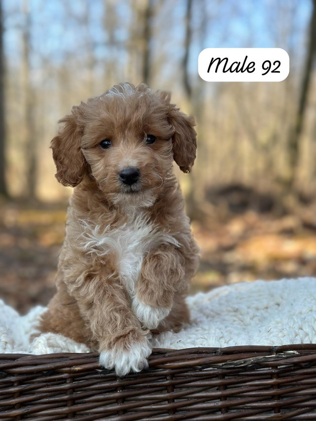 Mini golden doodle puppies for sale