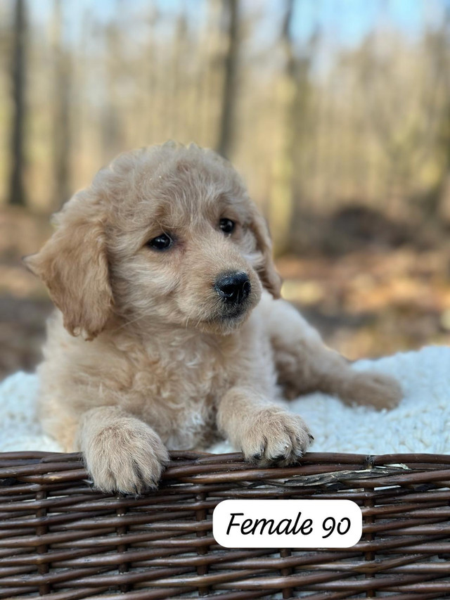 Mini golden doodle puppies for sale
