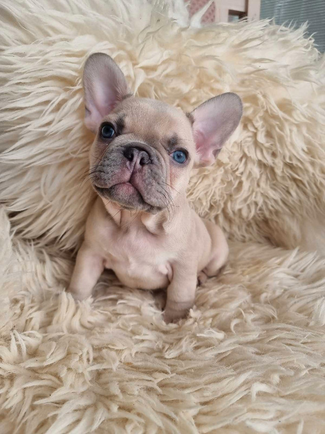 CKC lilac French bulldogs ONLY 2 MALES LEFT!!