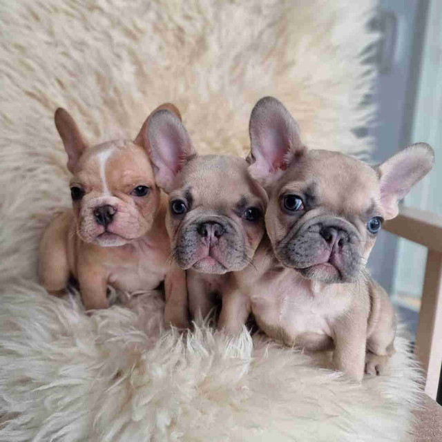CKC lilac French bulldogs ONLY 2 MALES LEFT!!