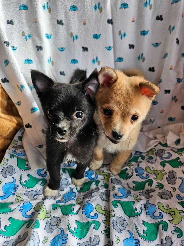 Pom Terrier Puppies