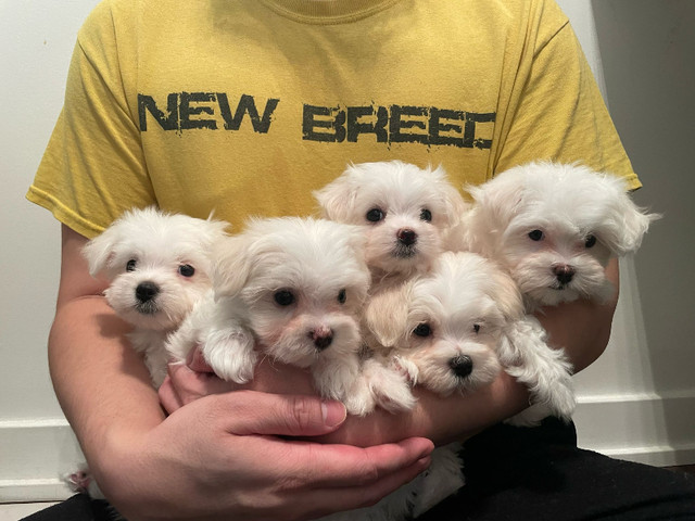 Purebred Maltese Puppies! Absolutely adorable