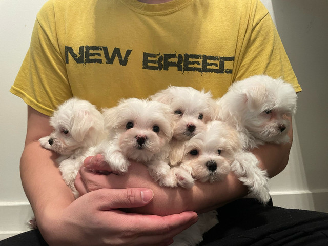 Purebred Maltese Puppies! Absolutely adorable