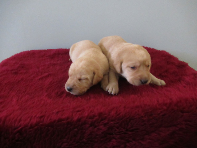 CKC Registered, Purebred, Labrador Retriever Puppies