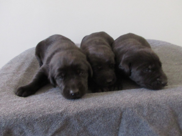 CKC Registered, Purebred, Labrador Retriever Puppies