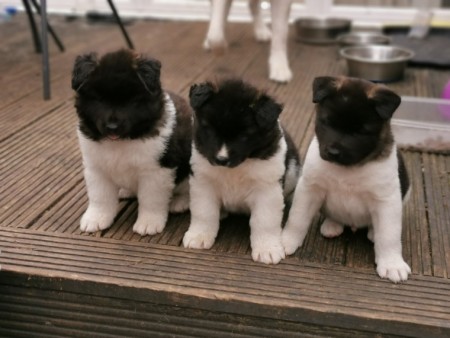 Beautiful Akita Puppies For Sale