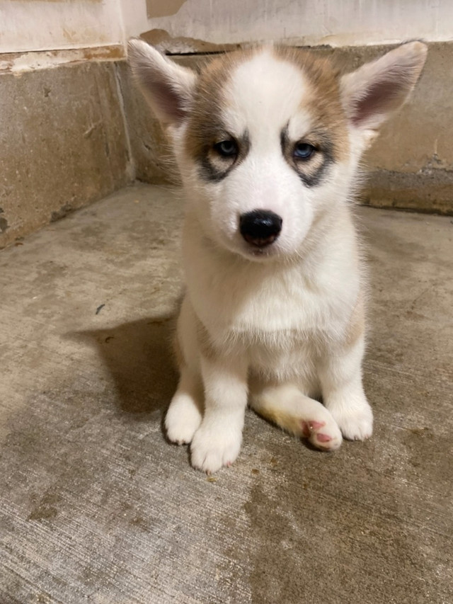 Blue eyes husky puppies - ready to adopt