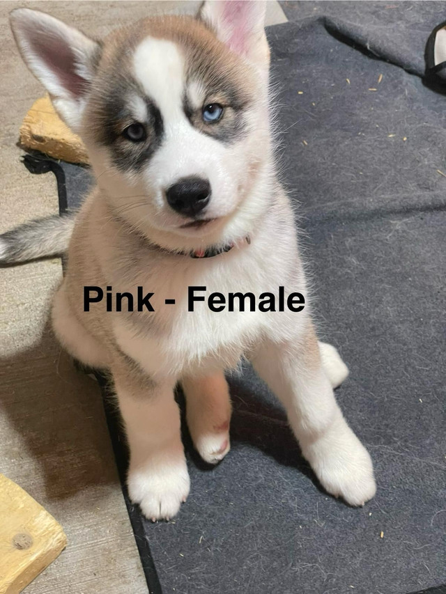 Blue eyes husky puppies - ready to adopt