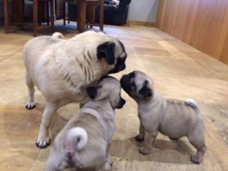 Healthy pug puppies available