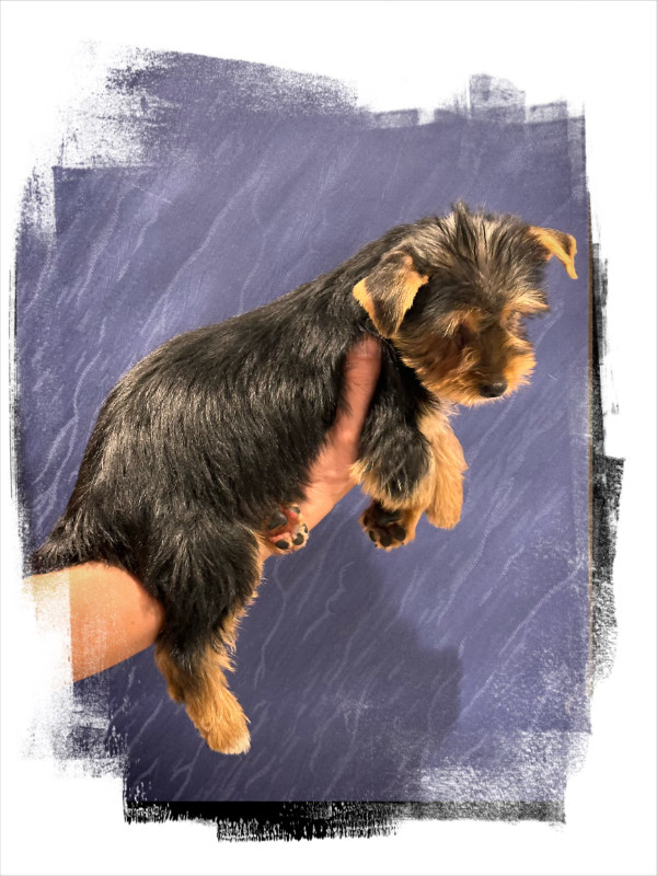 Exceptional Yorkshire (Yorkie) Terrier Puppies w/ Merle
