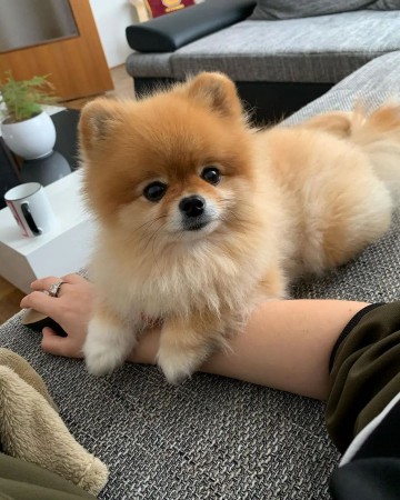 CKC MALE and FEMALE POMERANIAN PUPPIES