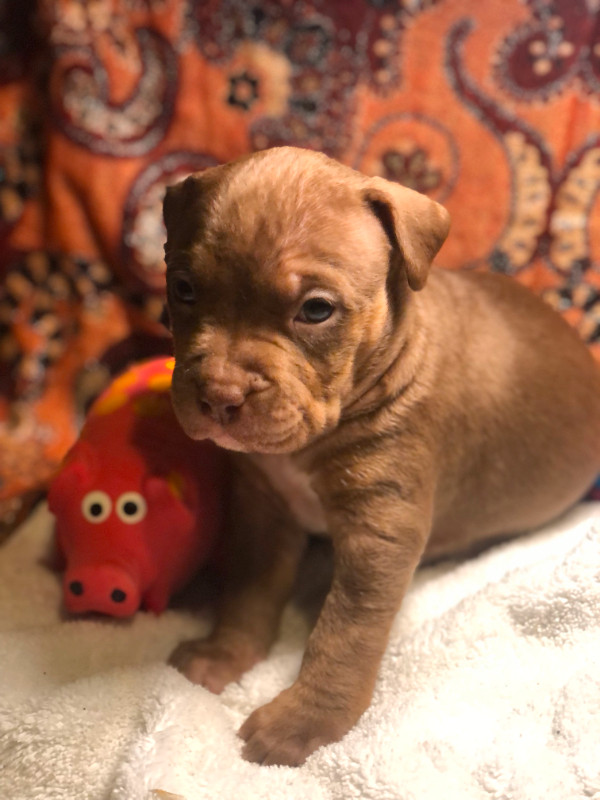 American Bull Dog Puppies Available on March 3, 2024