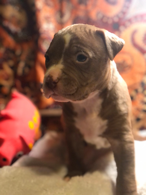 American Bull Dog Puppies Available on March 3, 2024