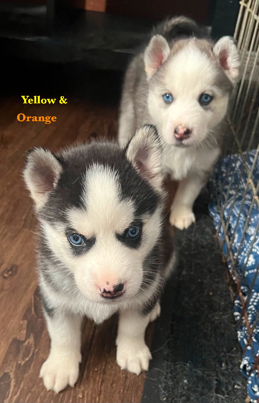 Purebred Siberian Husky Puppies - Blue Eyes by Orbt Huskies