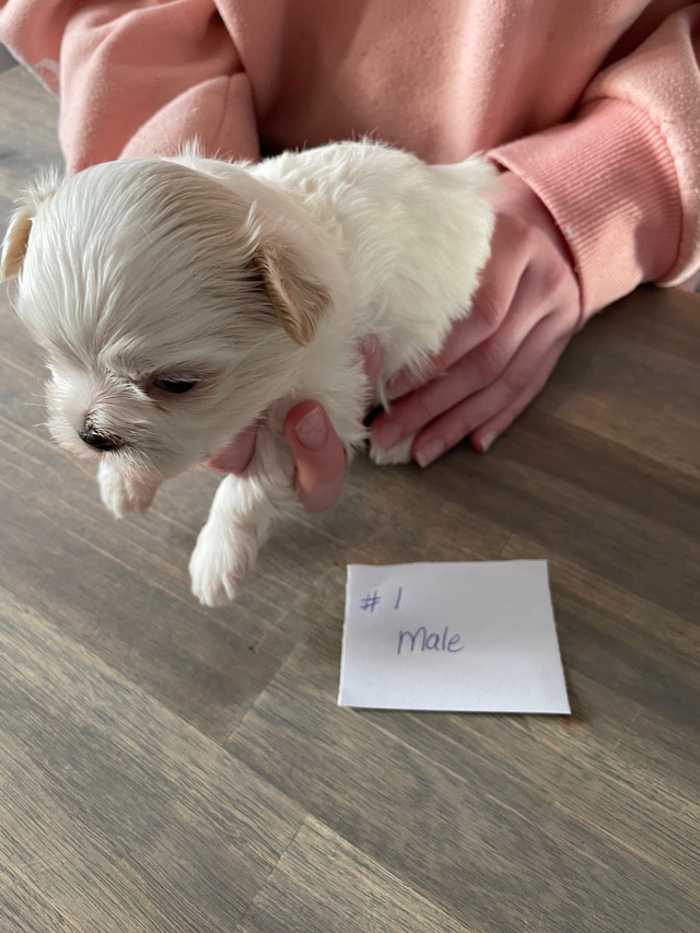 Shih-poo Puppies for Sale