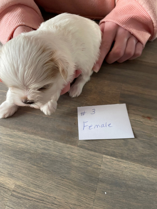 Shih-poo Puppies for Sale