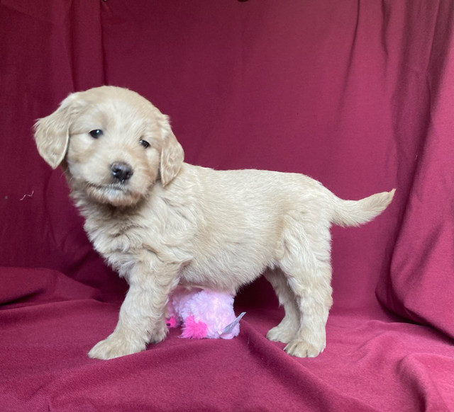 Mini Goldendoodles - Genetic tested and Guaranteed